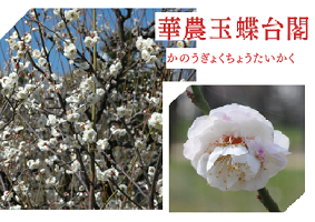 8.華農玉蝶台閣 花